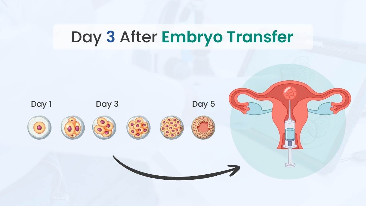 Embryoloading Embryo Development After Ivf